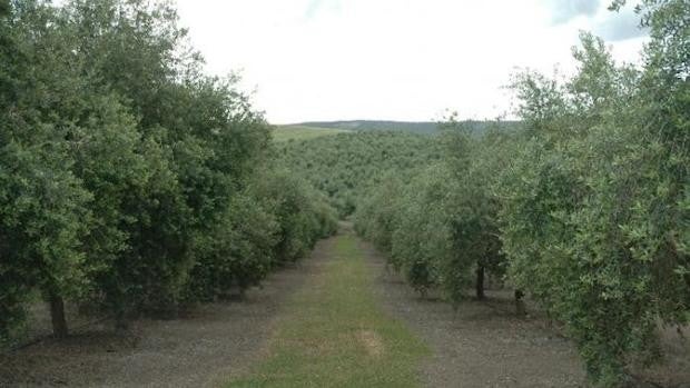 Los olivareros andaluces se rinden a las cubiertas vegetales