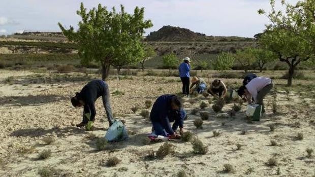 Luchando contra el desierto de almendros