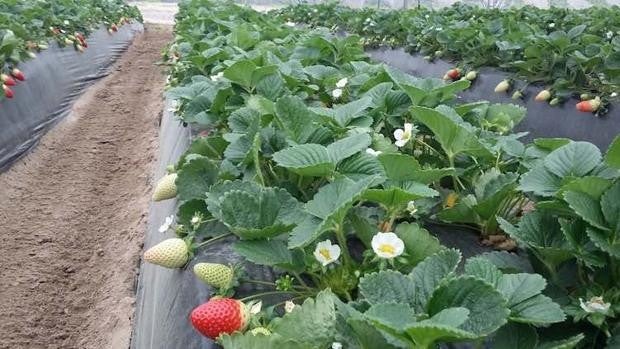 Cero químicos, energía solar y ahorro de agua: la producción onubense que triunfa