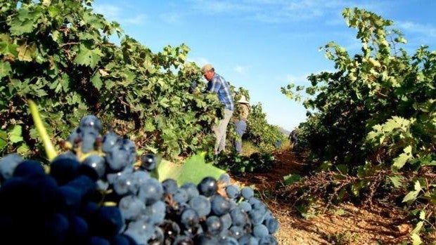 La Audiencia investiga a cuatro bodegas de Valdepeñas por presunta estafa en la antigüedad del vino