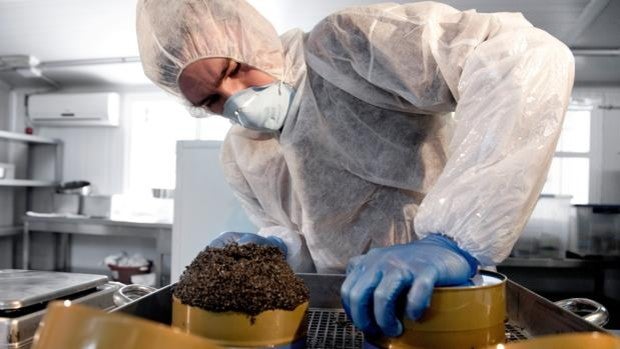 Esturiones de Doñana para producir caviar Beluga en Riofrío