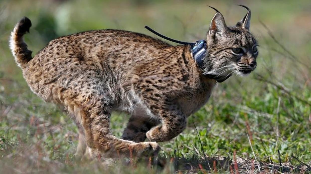 Un ejemplar del lince ibérico corriendo por el parque de Doñana