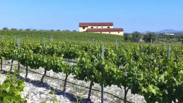 Almería es más que ‘plásticos’: los vinos, su gran secreto