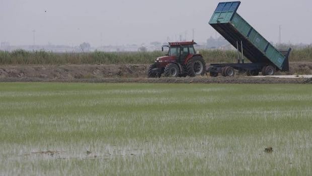 Nuevamente, la siembra de los arrozales de Sevilla al 50% de su superficie