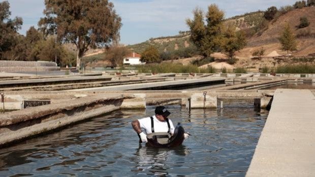 Caviar Riofrío logra reproducir sus primeros esturiones Beluga