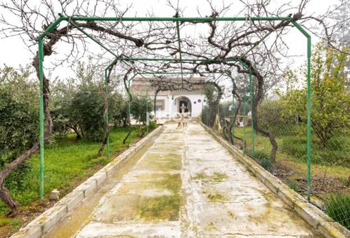 Entrada de la casa entre olivos