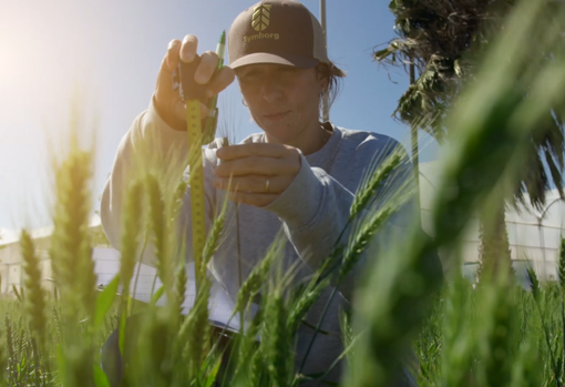 Una investigadora de la biotecnológica murciana Symborg toma mediciones en el campo. Esta empresa tiene 10.000 cepas de microorganimos