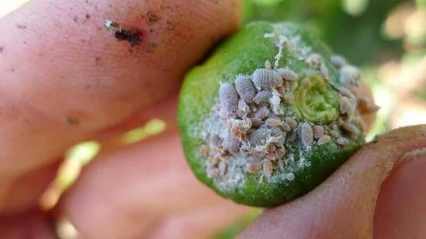 El sector citrícola mira con temor al exterior: el ritmo de entrada de plagas foráneas es «insostenible»