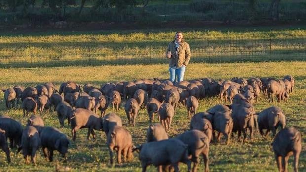 El sueño de Rafael, el joven ganadero que ha 'revivido' un cerdo ibérico en peligro de extinción