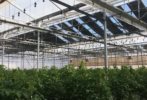 Invernadero con paneles fotovoltaicos