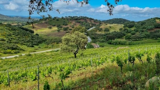 El fabricante de ‘Gotas de Oro’ entra en el negocio del vino