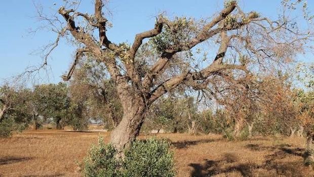 Teledetección con aviones para identificar qué árboles están infectados por la letal Xylella