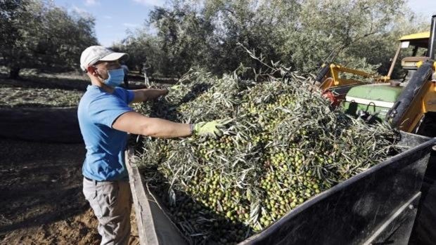 Los olivareros alertan de que España está perdiendo el liderazgo