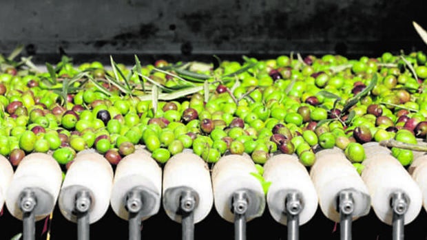 Claves de la campaña oleícola: Menor producción, más controles y buenos precios