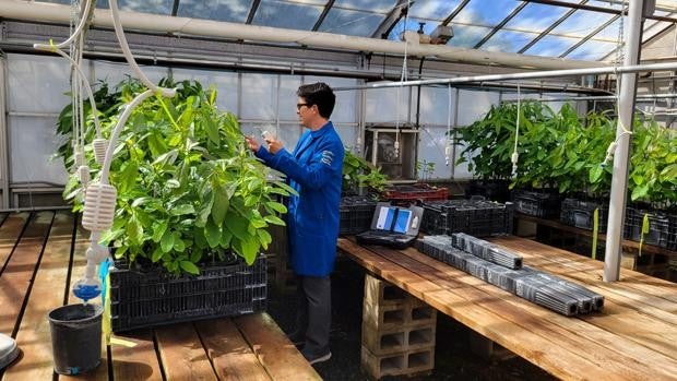 El 'hub' del aguacate: Andalucía domina la fruta de moda