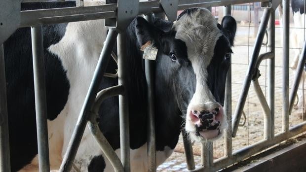 Objetivo: estructurar la cadena a favor del ganadero