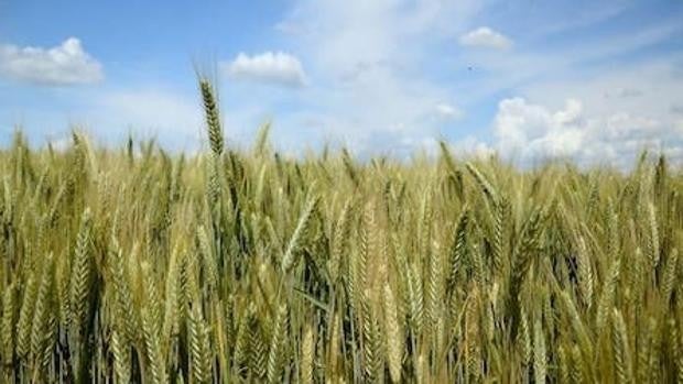 ¿Qué sembrar sin agua y con los costes agrícolas por las nubes?