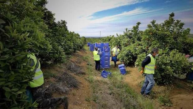 Hay que exigir naranjas de origen local para reactivar el mercado