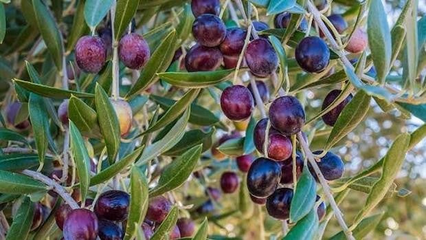 Día Mundial del Olivo: el desconocido rincón andaluz que atesora los secretos del milenario árbol