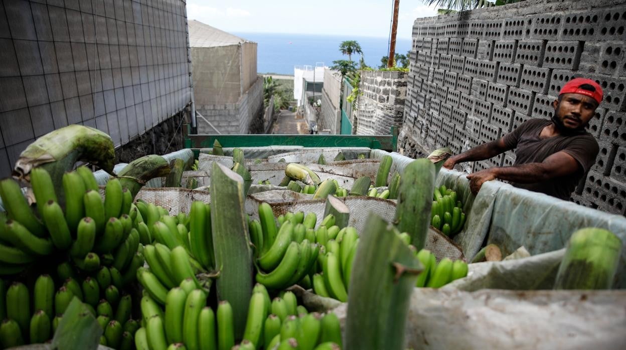 El Gobierno amplía hasta los 12 millones las ayudas al sector agrícola y pesquero de la isla de La Palma