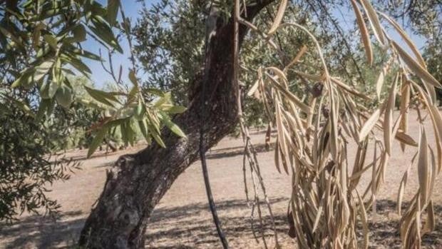 Desarrollan una solución natural para combatir la temida Xylella fastidiosa