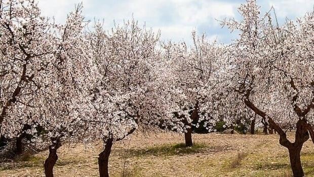 El cultivo del almendro continúa imparable: estas son las variedades que más se han plantado en el último año