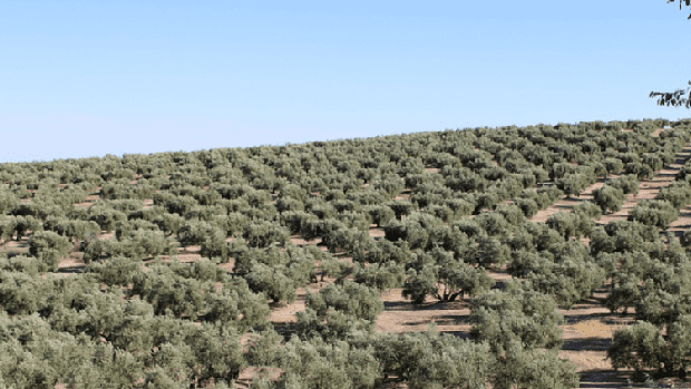 El campo granadino rechaza la reforma laboral y denuncia que «no tiene en cuenta la temporalidad del sector»