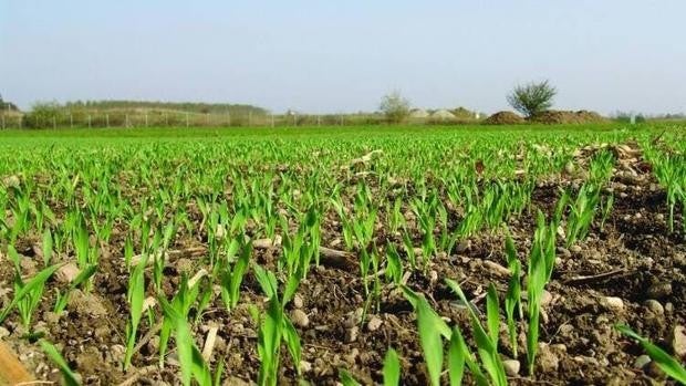 Por fin buenas noticias: las lluvias salvan los primeros compases del cultivo del cereal