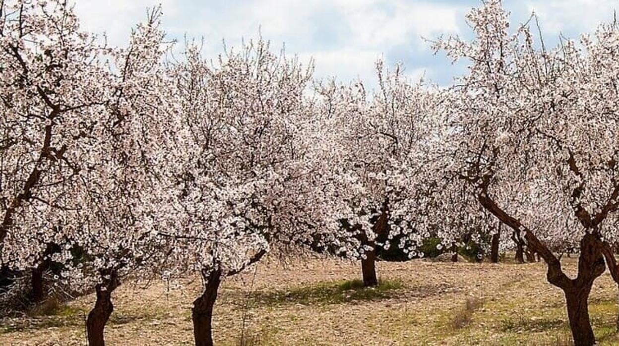 Los efectos que podría tener la sequía: restringir totalmente el riego causa efectos «devastadores» para los almendros