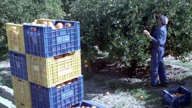 El agricultor cobra diez veces menos del precio al que se vende la naranja en el supermercado