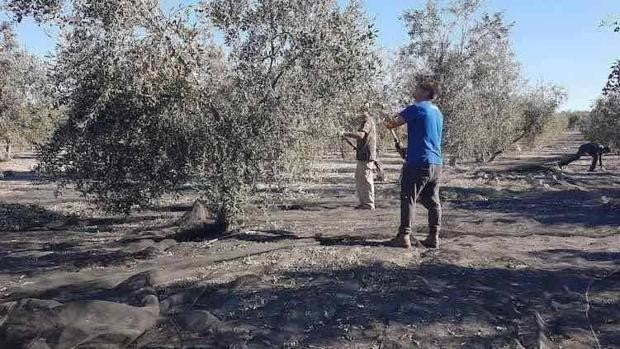 Convenio del campo en Sevilla: ¿Qué sueldo cobrarán los trabajadores en 2022?