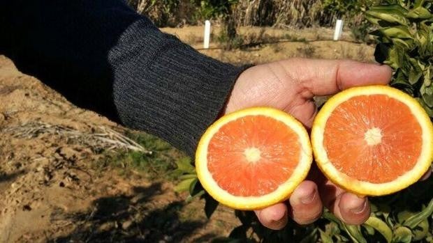 La investigación y el mercado apuestan por las naranjas rojas