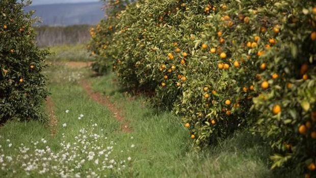 Los precios de la naranja andaluza son un 30% más bajos que en los últimos años