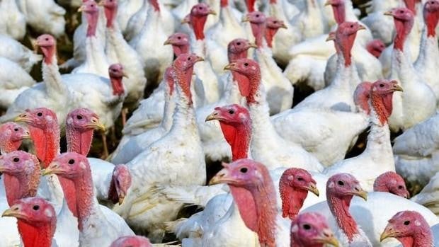 Detectadas tres nuevas fincas afectadas por gripe aviar en Huelva y Sevilla