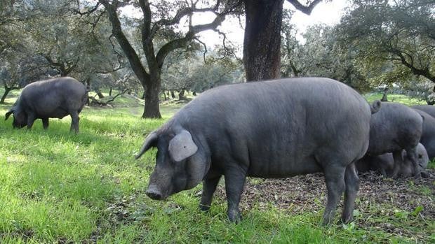 La carne del cerdo ibérico mantiene su calidad a pesar de las altas temperaturas provocadas por el cambio climático