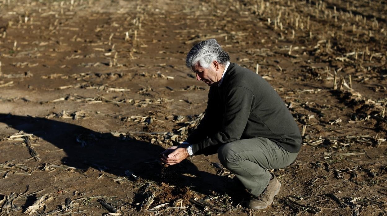 Agricultor en su finca 'Hijares', donde cultiva guisantes en primavera y maíz forrajero en verano