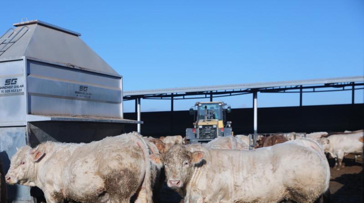Según COAG, con la regulación propuesta por Agricultura, solo harían falta 954 explotaciones para producir el actual volumen de leche que generan las actuales 11.424 granjas