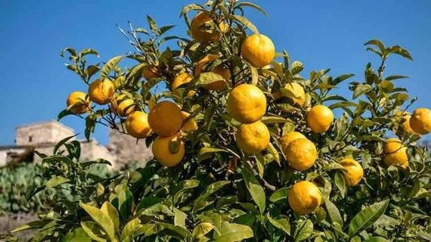 La pura realidad: «Un agricultor tiene que vender 18 kilos de naranjas para poder tomarse un café en el bar»