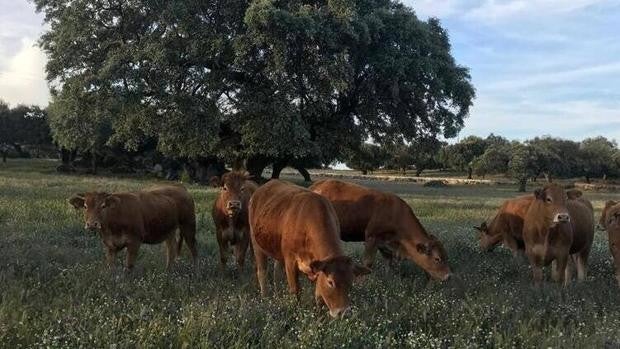 Un marchamo de calidad para la carne de la raza Limusín