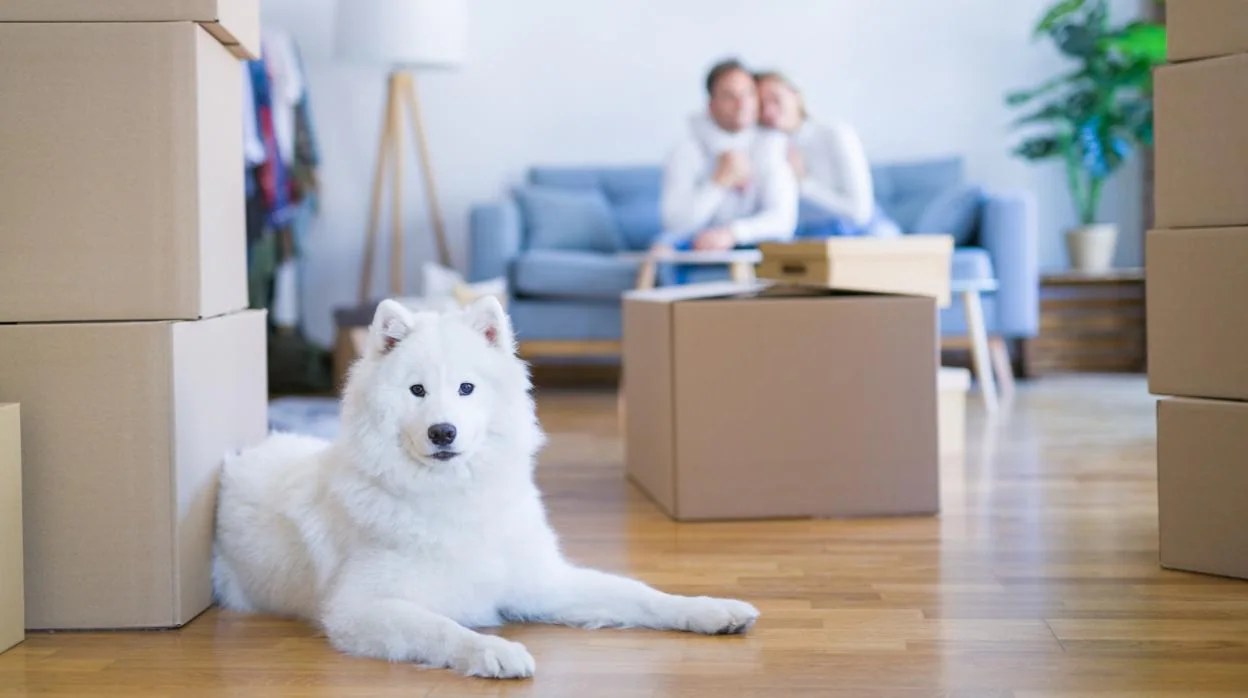 El arrendador puede decidir si se admiten mascotas en el piso o no