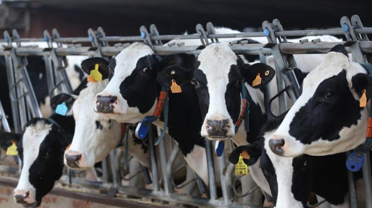 Las granjas más afectadas por la falta de suministros de piensos se localizan, sobre todo, en Andalucía y Extremadura