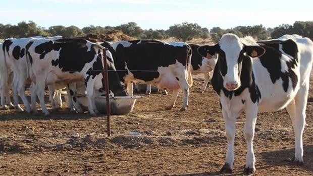 El ganado andaluz sigue en la cuerda floja por la falta de pienso