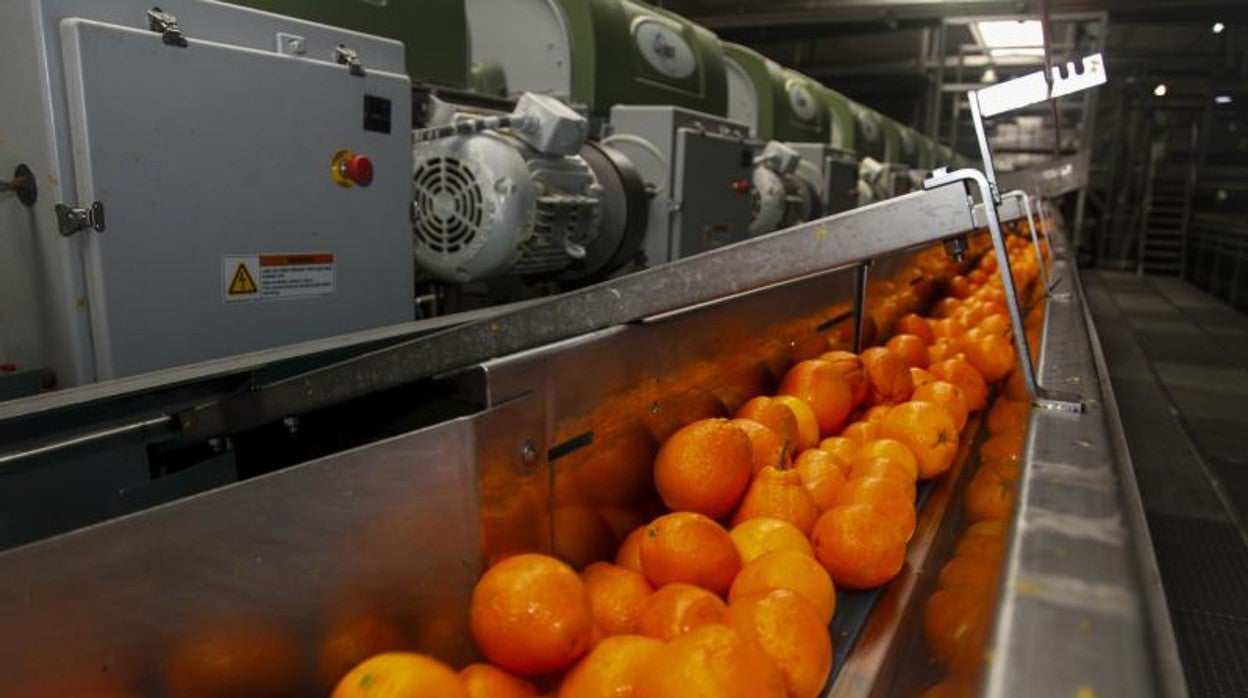 El 'cerrojazo' de Rusia en 2014 truncó el ascenso de las exportaciones al país euroasiático, especialmente de productos como cítricos