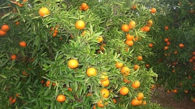 El 'plantón' de Bruselas en el tratamiento frío a las importaciones de naranjas indigna a los citricultores
