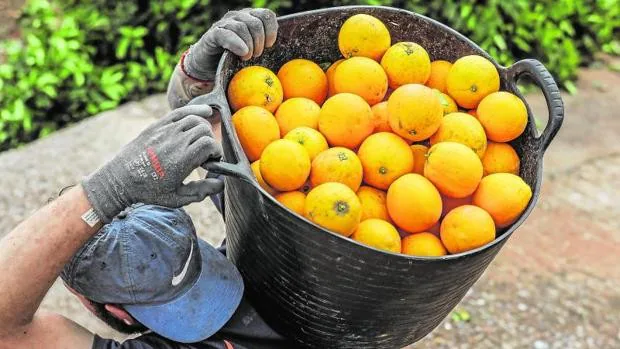 Victoria agridulce para los citricultores: Bruselas aprueba el tratamiento en frío para las naranjas sudafricanas