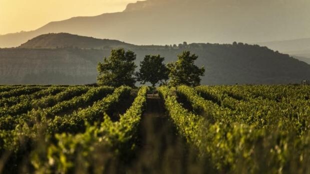Viñedos de Álava, el proyecto que amenaza con fragmentar la denominación de origen Rioja