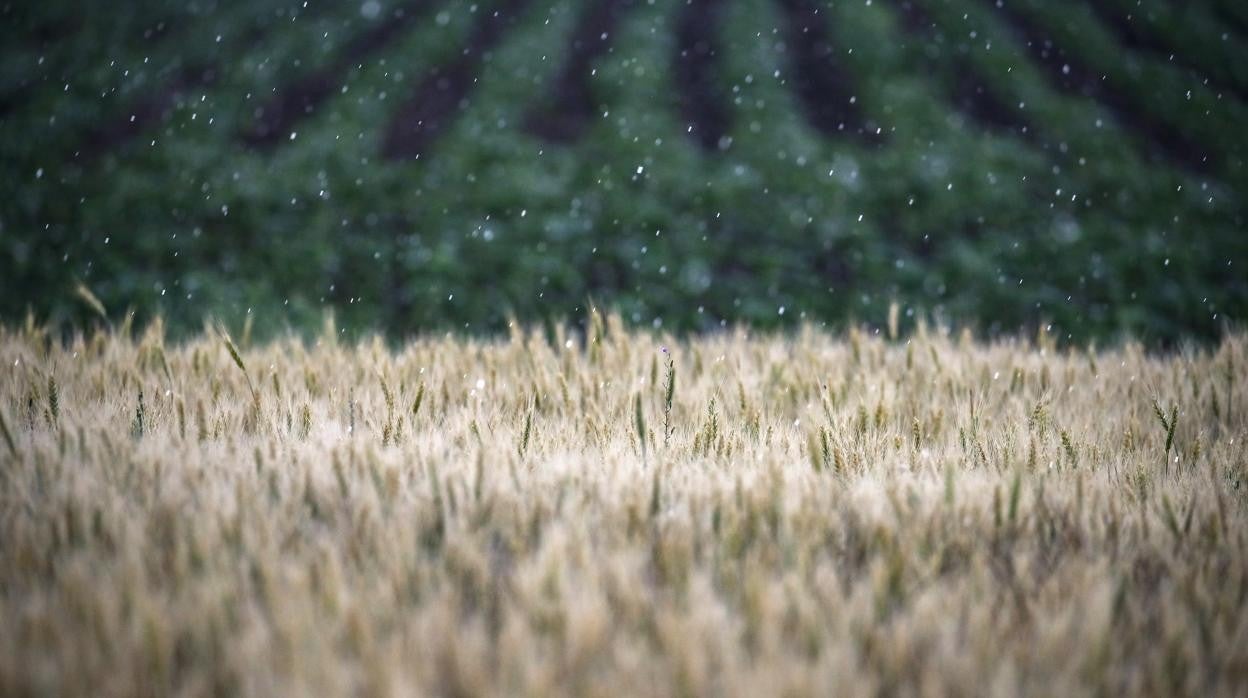 Campo de trigo de Ucrania