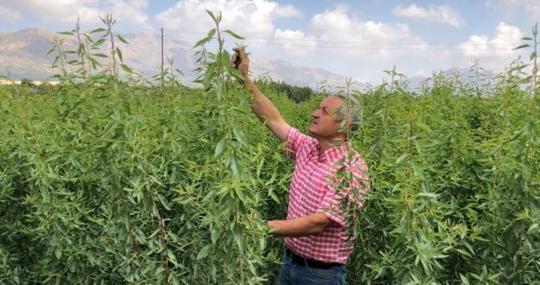 Cristóbal Aránega, director general de Crisara, en su vivero de almendros