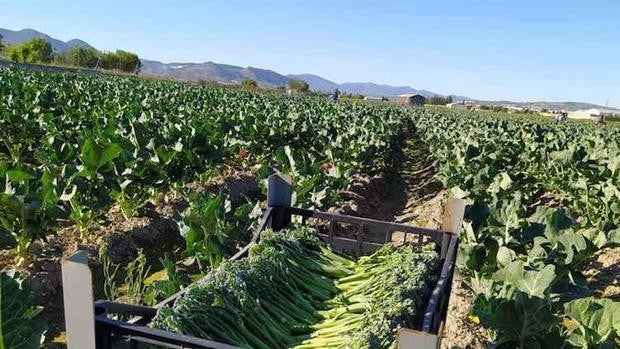 El sabroso superalimento que ayuda a mantenerse joven y cuida el corazón