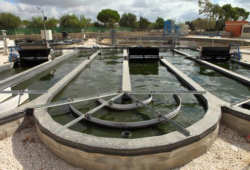 En las aguas residuales de la depuradora de Chiclana se cultivan microalgas de las que se obtiene biometano para vehículos